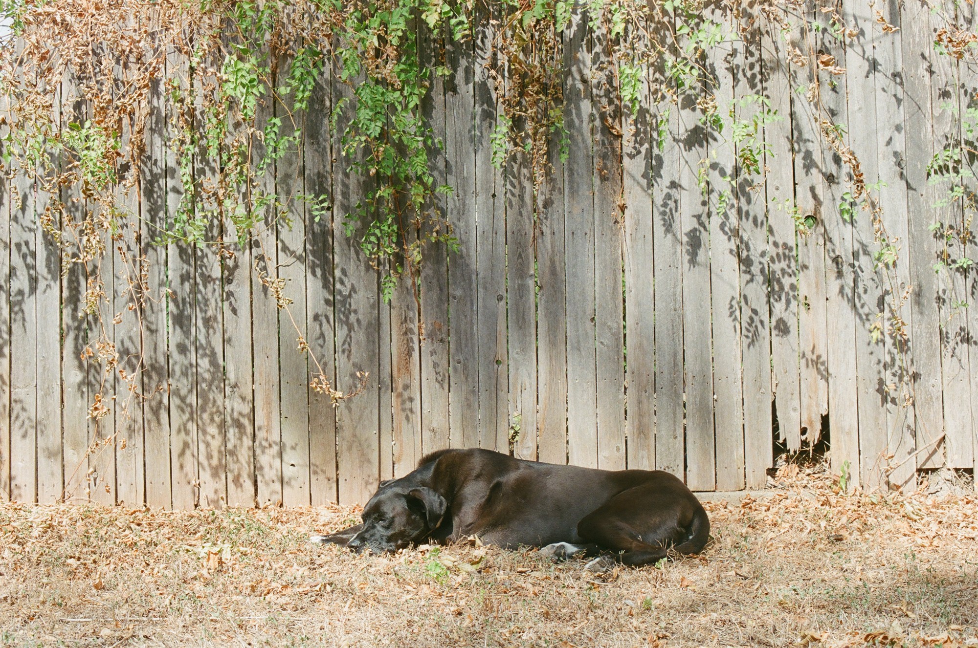 A dog asleep in the shade at the foot of a vined fence